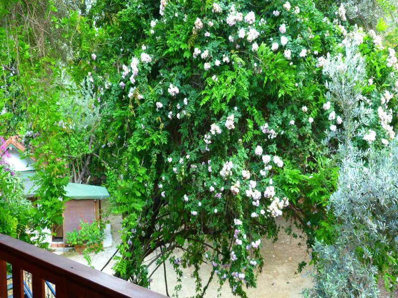 Cirali Simge Holiday Houses Zewnętrze zdjęcie